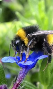 Preview wallpaper bumblebee, insect, flower, macro, wildlife