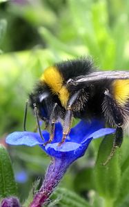 Preview wallpaper bumblebee, insect, flower, macro, wildlife