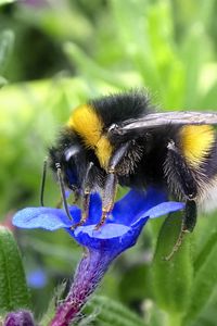 Preview wallpaper bumblebee, insect, flower, macro, wildlife