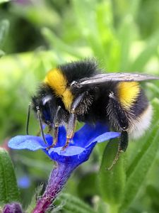 Preview wallpaper bumblebee, insect, flower, macro, wildlife