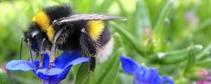 Preview wallpaper bumblebee, insect, flower, macro, wildlife