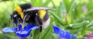 Preview wallpaper bumblebee, insect, flower, macro, wildlife