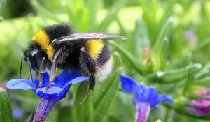 Preview wallpaper bumblebee, insect, flower, macro, wildlife