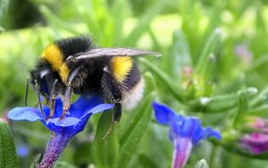 Preview wallpaper bumblebee, insect, flower, macro, wildlife