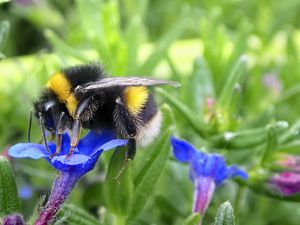 Preview wallpaper bumblebee, insect, flower, macro, wildlife