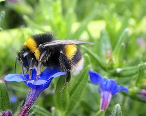 Preview wallpaper bumblebee, insect, flower, macro, wildlife