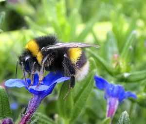 Preview wallpaper bumblebee, insect, flower, macro, wildlife