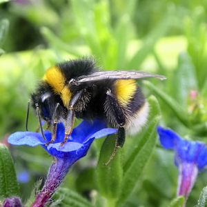 Preview wallpaper bumblebee, insect, flower, macro, wildlife