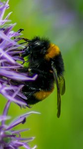 Preview wallpaper bumblebee, insect, flower, macro, purple