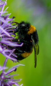Preview wallpaper bumblebee, insect, flower, macro, purple