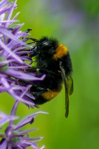 Preview wallpaper bumblebee, insect, flower, macro, purple
