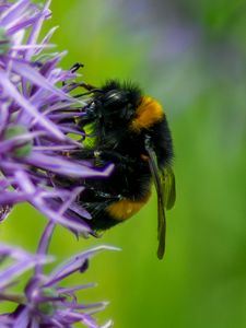 Preview wallpaper bumblebee, insect, flower, macro, purple