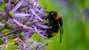 Preview wallpaper bumblebee, insect, flower, macro, purple