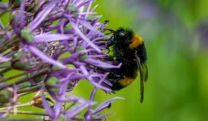 Preview wallpaper bumblebee, insect, flower, macro, purple