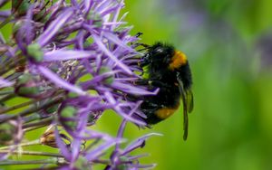 Preview wallpaper bumblebee, insect, flower, macro, purple