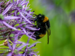 Preview wallpaper bumblebee, insect, flower, macro, purple