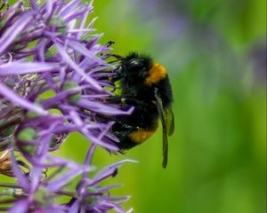 Preview wallpaper bumblebee, insect, flower, macro, purple