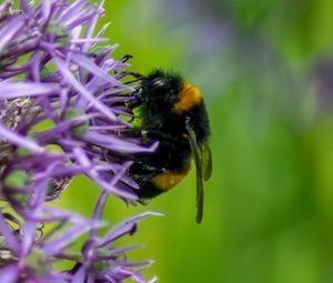Preview wallpaper bumblebee, insect, flower, macro, purple