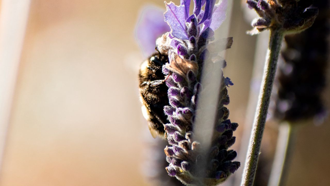 Wallpaper bumblebee, insect, flower, macro