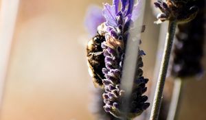 Preview wallpaper bumblebee, insect, flower, macro