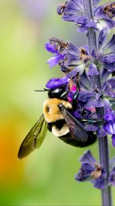 Preview wallpaper bumblebee, insect, flower, plant, macro