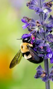 Preview wallpaper bumblebee, insect, flower, plant, macro