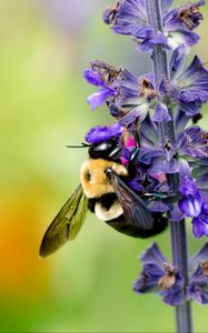 Preview wallpaper bumblebee, insect, flower, plant, macro