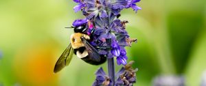 Preview wallpaper bumblebee, insect, flower, plant, macro