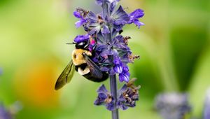 Preview wallpaper bumblebee, insect, flower, plant, macro