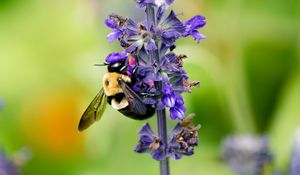 Preview wallpaper bumblebee, insect, flower, plant, macro