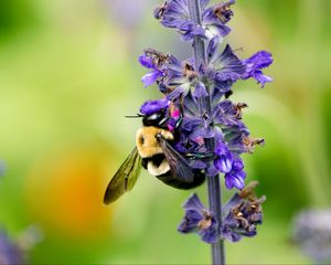 Preview wallpaper bumblebee, insect, flower, plant, macro