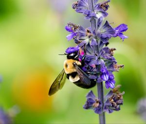 Preview wallpaper bumblebee, insect, flower, plant, macro