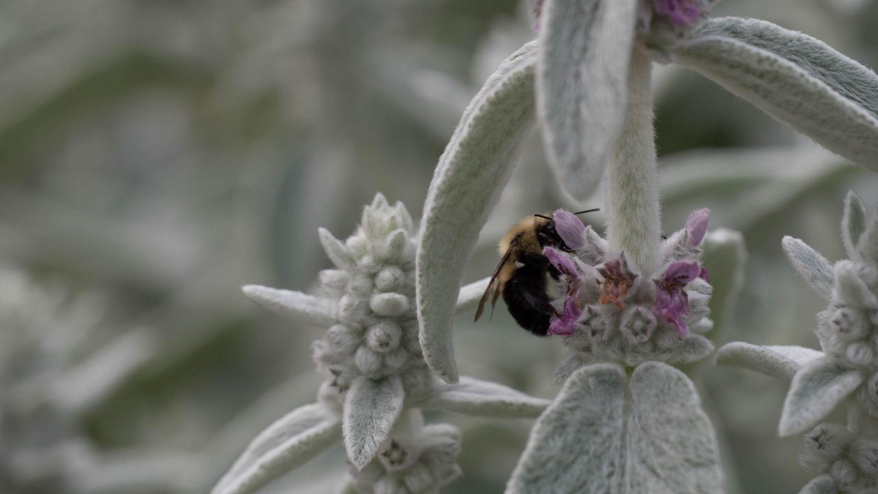 Wallpaper bumblebee, insect, flowers, macro