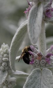 Preview wallpaper bumblebee, insect, flowers, macro