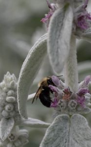 Preview wallpaper bumblebee, insect, flowers, macro