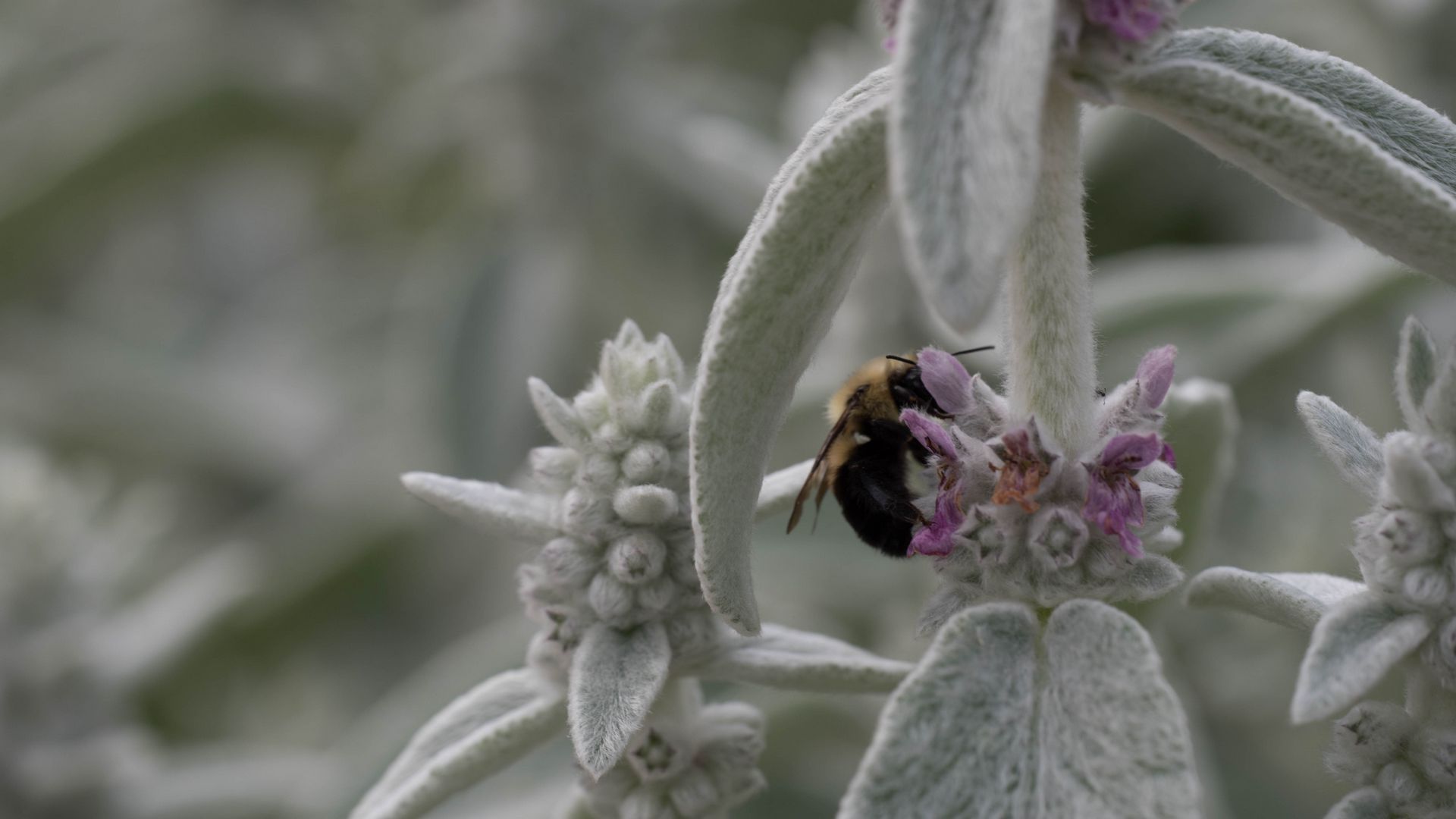 Download wallpaper 1920x1080 bumblebee, insect, flowers, macro full hd