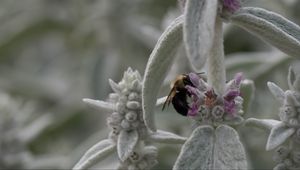 Preview wallpaper bumblebee, insect, flowers, macro