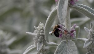 Preview wallpaper bumblebee, insect, flowers, macro