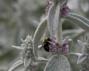 Preview wallpaper bumblebee, insect, flowers, macro