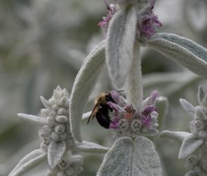 Preview wallpaper bumblebee, insect, flowers, macro