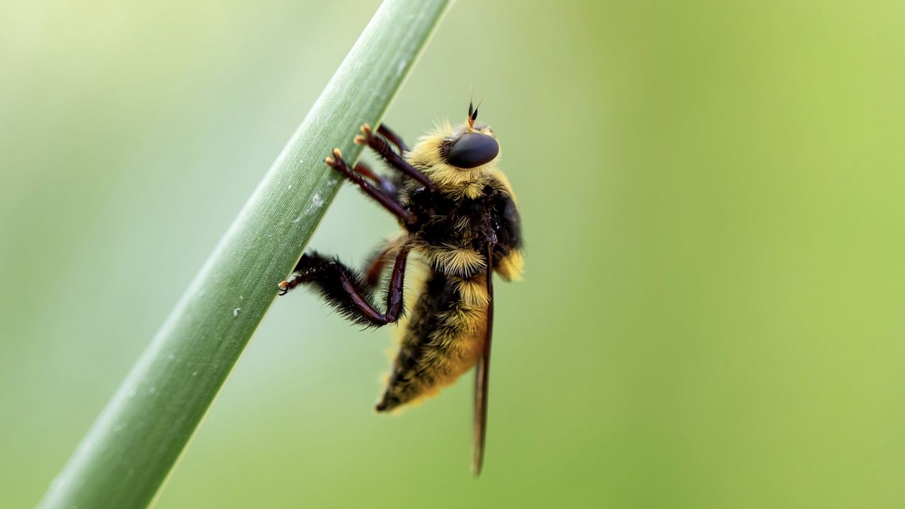 Wallpaper bumblebee, insect, plant, macro