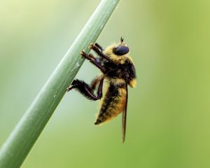 Preview wallpaper bumblebee, insect, plant, macro