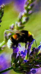 Preview wallpaper bumblebee, lavender, flowers, inflorescence, macro