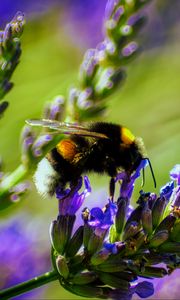 Preview wallpaper bumblebee, lavender, flowers, inflorescence, macro