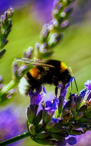 Preview wallpaper bumblebee, lavender, flowers, inflorescence, macro