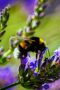 Preview wallpaper bumblebee, lavender, flowers, inflorescence, macro