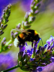 Preview wallpaper bumblebee, lavender, flowers, inflorescence, macro