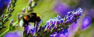 Preview wallpaper bumblebee, lavender, flowers, inflorescence, macro