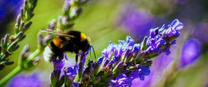 Preview wallpaper bumblebee, lavender, flowers, inflorescence, macro