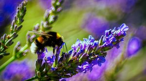 Preview wallpaper bumblebee, lavender, flowers, inflorescence, macro